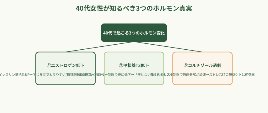 40代女性のホルモン変化とケトジェニックへの影響階層図