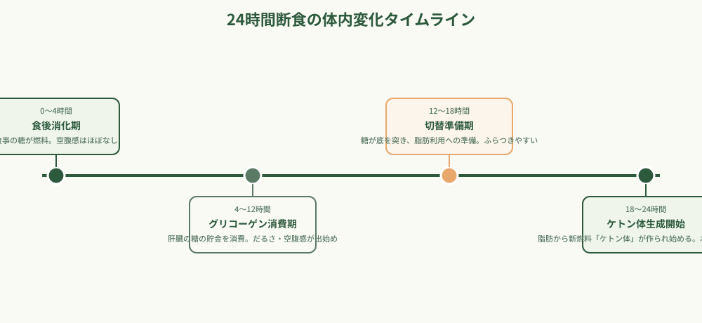 24時間断食の代謝変化を示すタイムライン