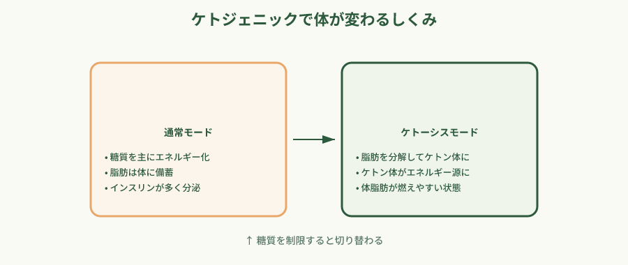 通常モードとケトーシスモードの代謝の違いを示す概念図
